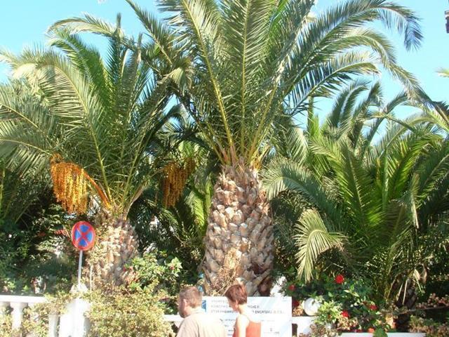 Palm Bay Hotel Σίσσι Εξωτερικό φωτογραφία